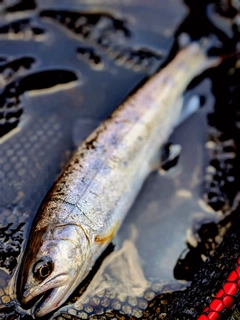 ヤマメの釣果