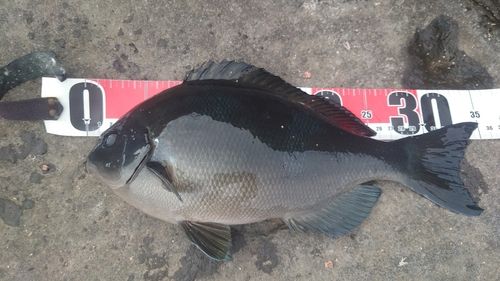 オナガグレの釣果