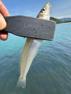 シロギスの釣果