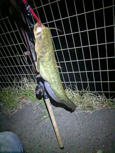 ナマズの釣果