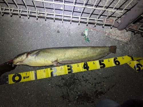 ナマズの釣果