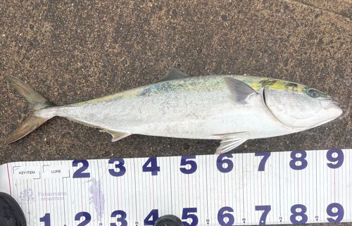 ブリの釣果