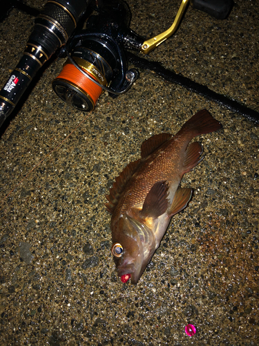 エゾメバルの釣果