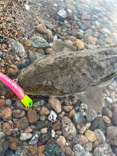 マゴチの釣果