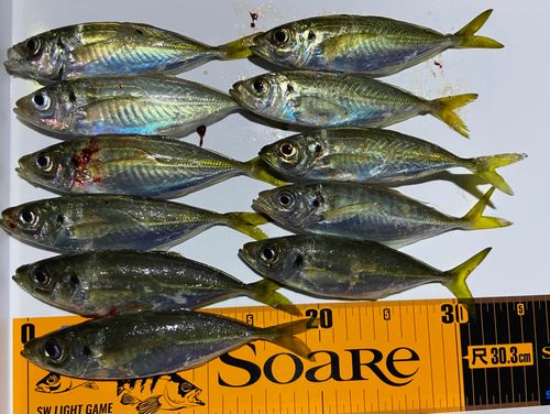 アジの釣果