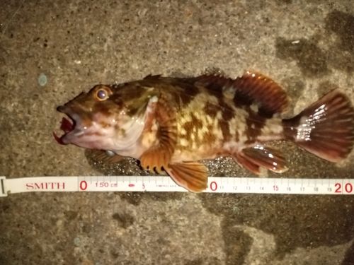 カサゴの釣果