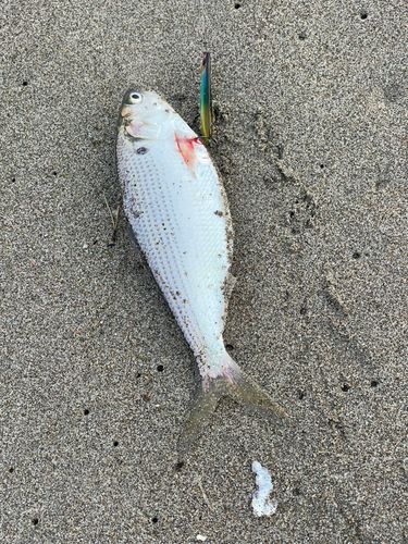 コノシロの釣果