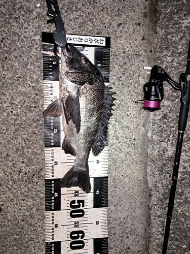 クロダイの釣果