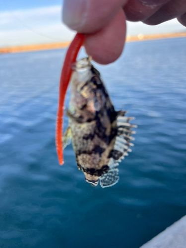 タケノコメバルの釣果