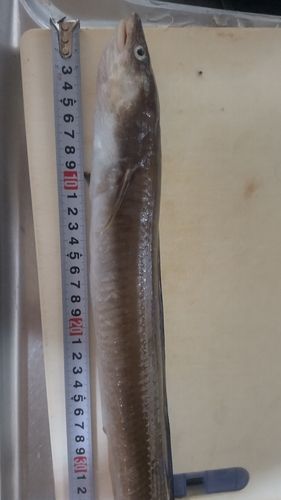 アナゴの釣果