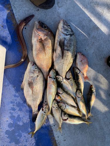 タイの釣果