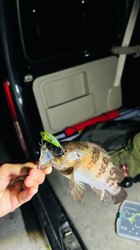 メバルの釣果