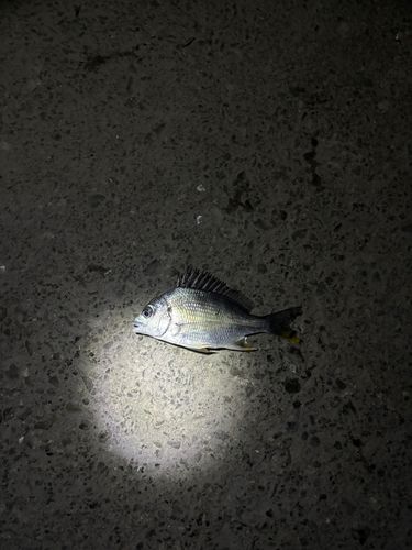 キビレの釣果