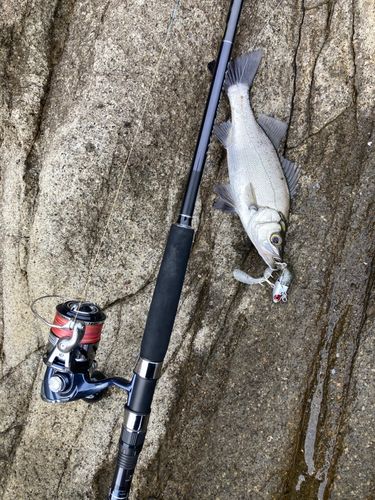 ぎっくり腰アングラー 釣果一覧】日本海で釣れたヒラスズキ - アングラーズ | 釣果600万件の
