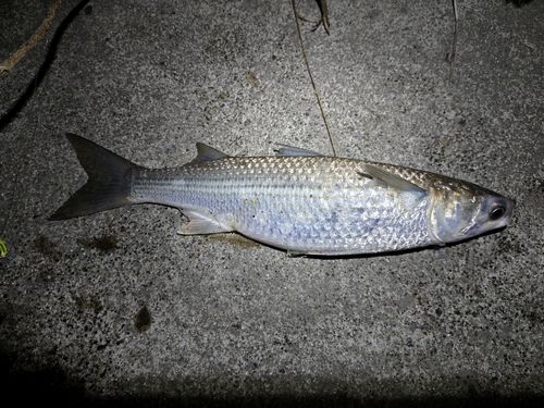 ボラの釣果