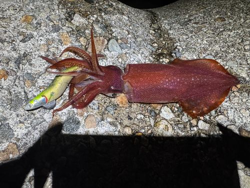 ケンサキイカの釣果