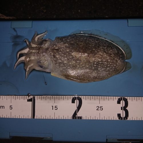 コウイカの釣果