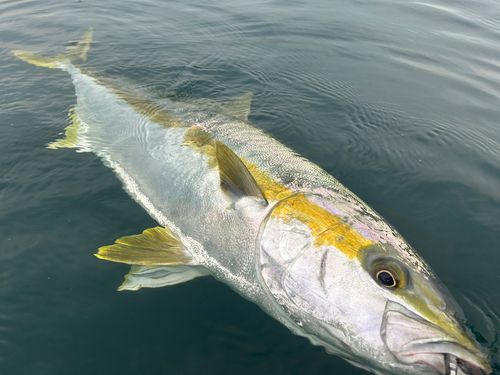 ヒラマサの釣果