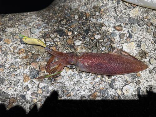 ケンサキイカの釣果