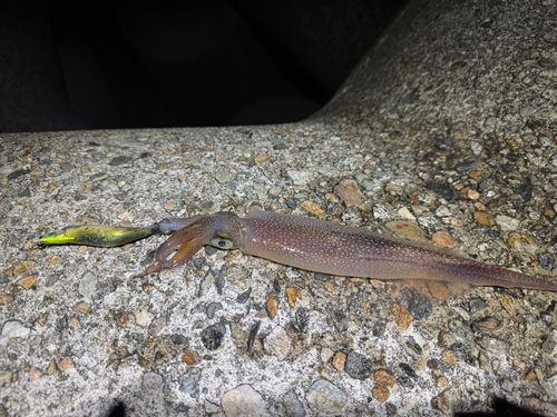 ヤリイカの釣果