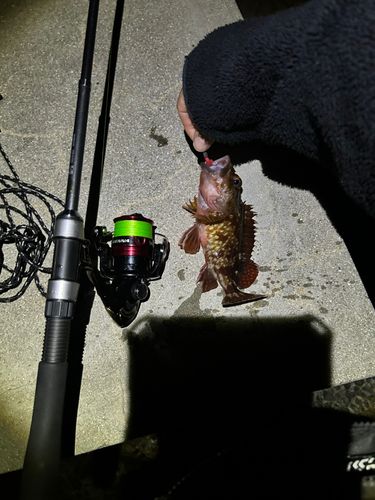 カサゴの釣果