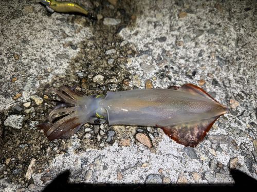 ケンサキイカの釣果