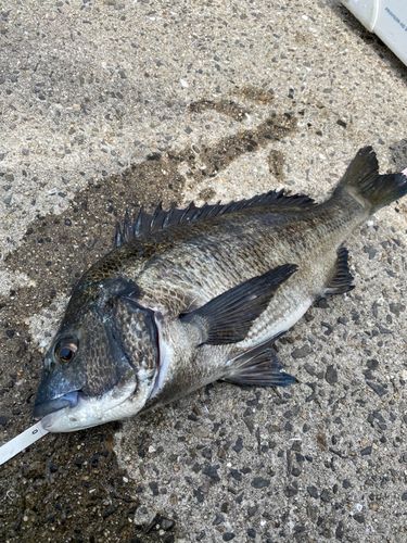 チヌの釣果