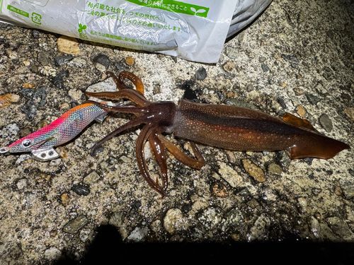 スルメイカの釣果