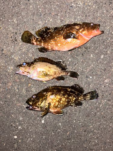 アコウの釣果