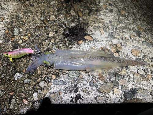ヤリイカの釣果