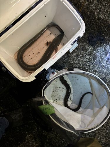 ニホンウナギの釣果