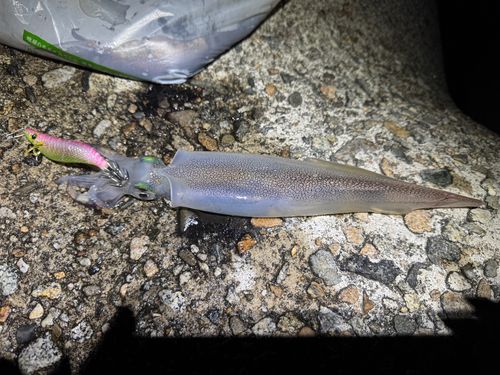 ヤリイカの釣果
