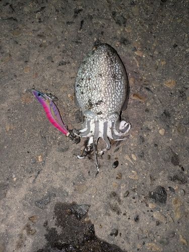 シリヤケイカの釣果