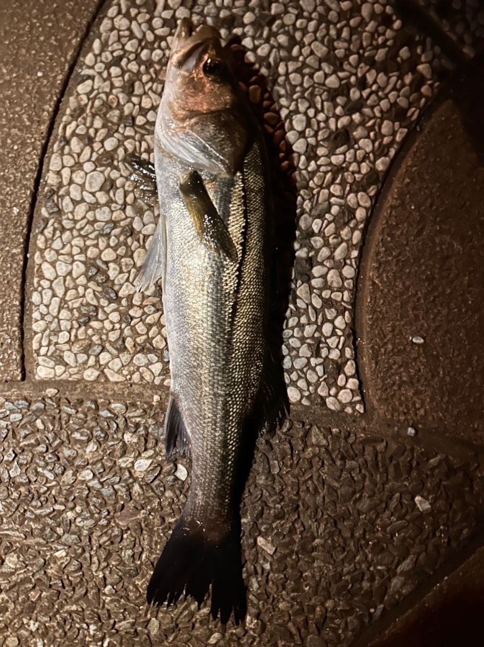 SHIMANO ディアルーナ MB S806ML-4の最安値・インプレ・釣果 | 本音の