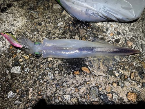 ヤリイカの釣果