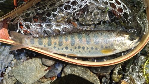 ヤマメの釣果
