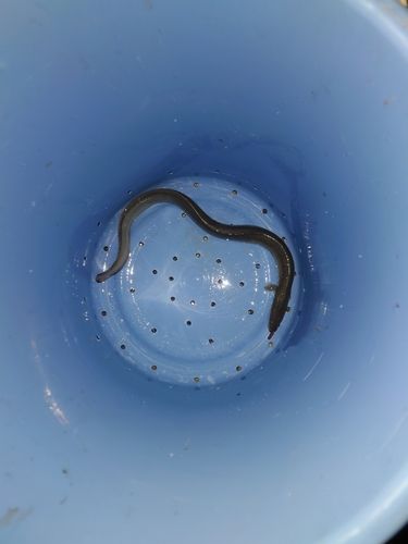 ウナギの釣果