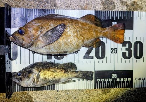 エゾメバルの釣果