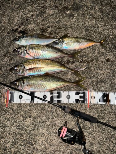 マアジの釣果