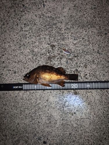 メバルの釣果
