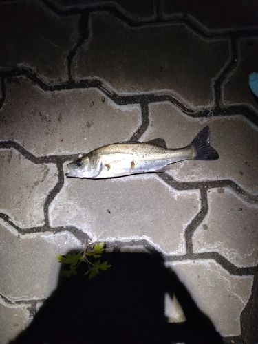 セイゴ（マルスズキ）の釣果