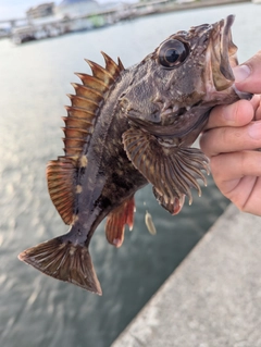 ガシラの釣果