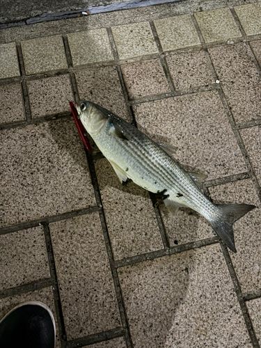 ボラの釣果