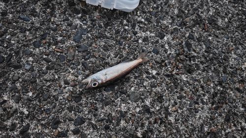 ムツの釣果