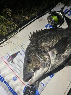 チヌの釣果