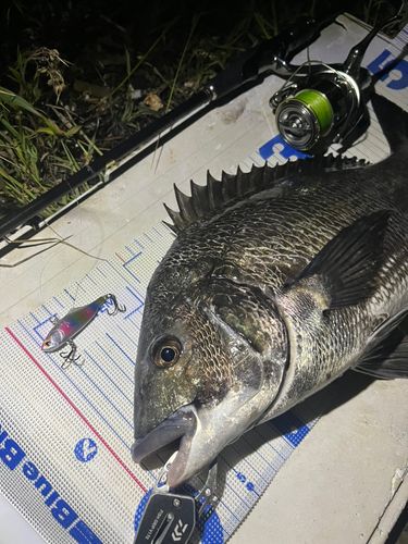 チヌの釣果