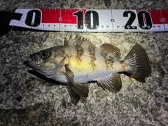 メバルの釣果