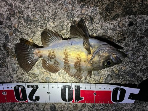 メバルの釣果