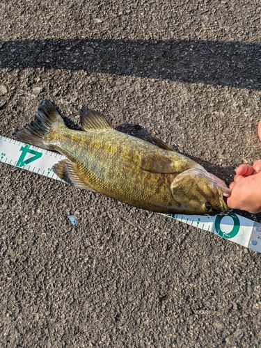 スモールマウスバスの釣果