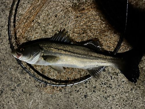 ハネ（マルスズキ）の釣果